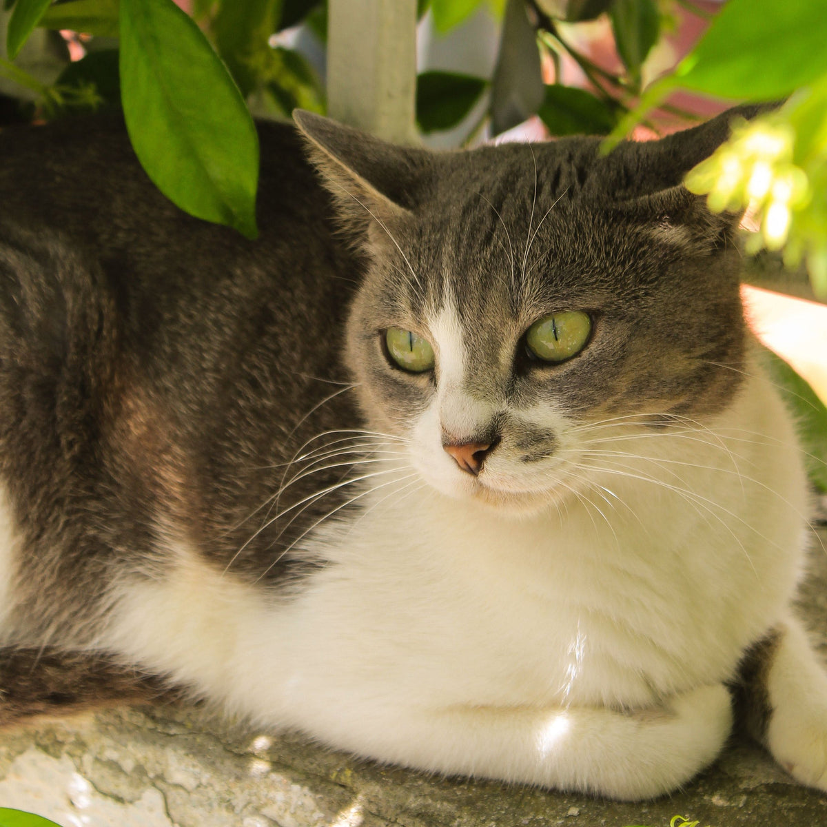 Katzen