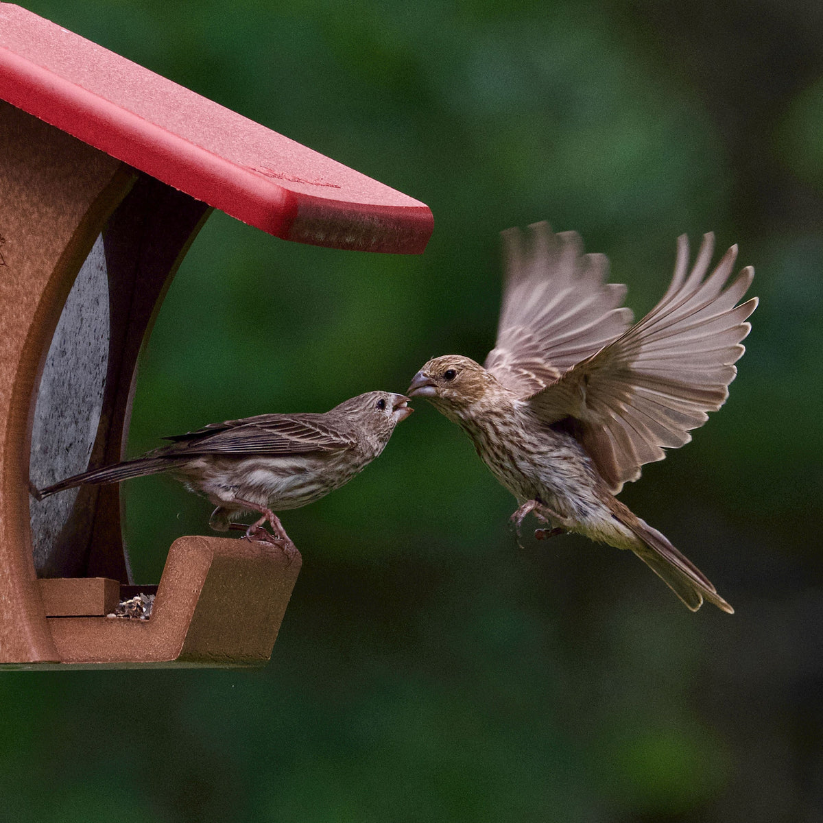 Vogelbeobachtung und Wildtiere im Garten